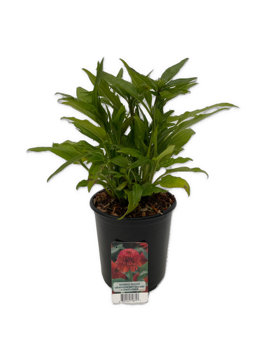 Perennial - Echinacea hybrida 'Double Scoop Orangeberry' (1 Gallon) Product vendor