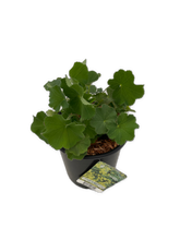 Load image into Gallery viewer, Perennial - Alchemilla mollis &#39;Lady&#39;s Mantle&#39; (1 Gallon) Product vendor
