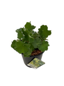 Perennial - Alchemilla mollis 'Lady's Mantle' (1 Gallon) Product vendor