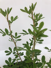 Load image into Gallery viewer, Shrub - Potentilla fruticosa &#39;Everest&#39; (4 inch)
