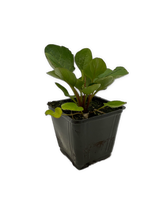 Load image into Gallery viewer, Perennial - Incarvillea delavayi &#39;Hardy Gloxinia&#39; (4 Inch) Product vendor
