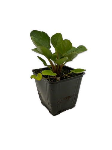 Perennial - Incarvillea delavayi 'Hardy Gloxinia' (4 Inch) Product vendor