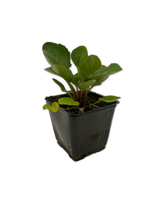 Perennial - Incarvillea delavayi 'Hardy Gloxinia' (4 Inch) Product vendor