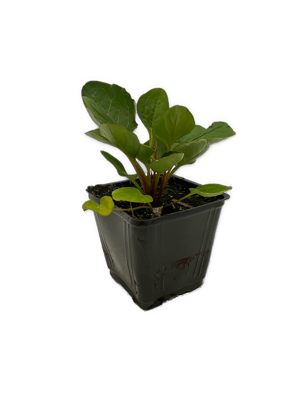 Perennial - Incarvillea delavayi 'Hardy Gloxinia' (4 Inch) Product vendor