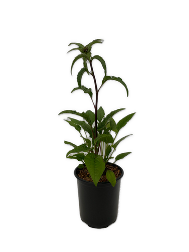 Perennial - Echinacea purpurea 'Panama Red Coneflower' (1 Gallon) Product vendor