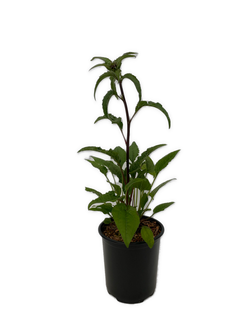 Perennial - Echinacea purpurea 'Panama Red Coneflower' (1 Gallon) Product vendor