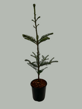 Load image into Gallery viewer, Abies procera &#39;Noble Fir&#39; (1 Gallon)
