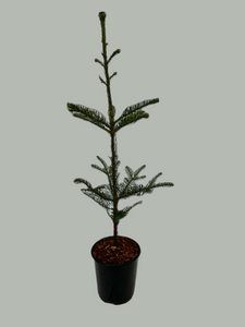 Abies procera 'Noble Fir' (1 Gallon)