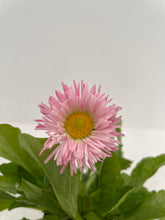 Load image into Gallery viewer, Perennial - Bellis perennis &#39;Habanera White with Red Tips&#39; (4 Inch) Product vendor
