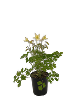 Load image into Gallery viewer, Perennial - Aquilegia x hybrida &#39;Earlybird Yellow Columbine&#39; (1 Gallon) Product vendor
