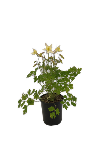 Perennial - Aquilegia x hybrida 'Earlybird Yellow Columbine' (1 Gallon) Product vendor
