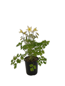 Perennial - Aquilegia x hybrida 'Earlybird Yellow Columbine' (1 Gallon) Product vendor