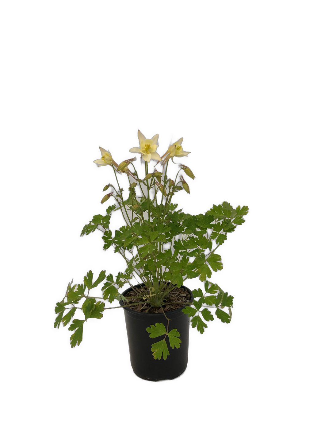 Perennial - Aquilegia x hybrida 'Earlybird Yellow Columbine' (1 Gallon) Product vendor