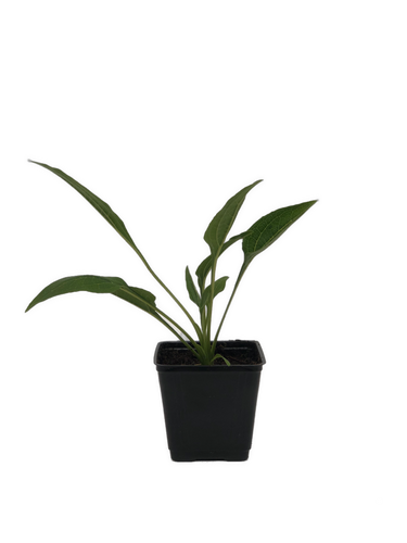 Perennial - Echinacea x hybrida 'Artisan Soft Orange Coneflower' (4 Inch) Product vendor
