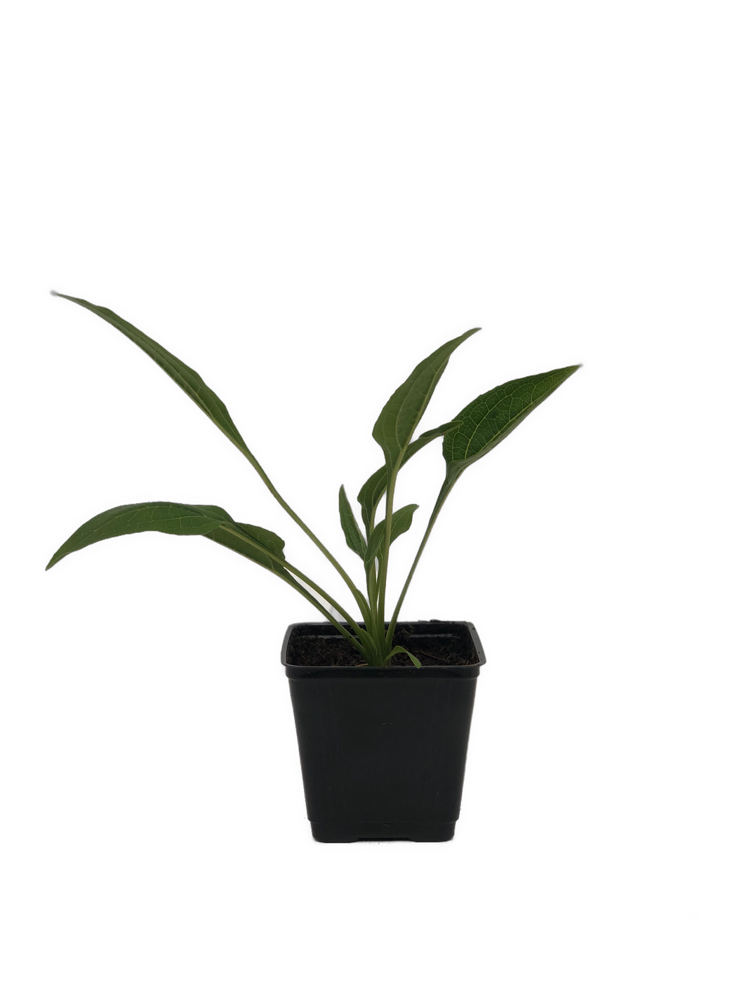 Perennial - Echinacea x hybrida 'Artisan Soft Orange Coneflower' (4 Inch) Product vendor