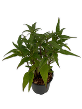 Load image into Gallery viewer, Perennial - Echinacea hybrida &#39;Double Scoop Raspberry&#39; (1 Gallon) Product vendor
