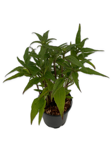 Perennial - Echinacea hybrida 'Double Scoop Raspberry' (1 Gallon) Product vendor