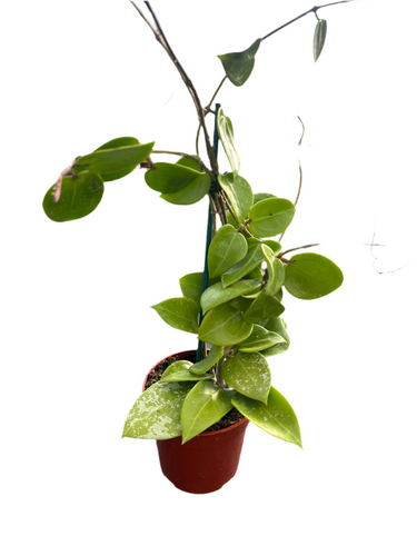 Hoya parasitica 'Splash' (4 Inch Round) Product vendor