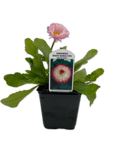 Load image into Gallery viewer, Perennial - Bellis perennis &#39;Habanera White with Red Tips&#39; (4 Inch) Product vendor

