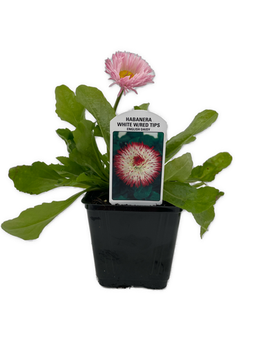 Perennial - Bellis perennis 'Habanera White with Red Tips' (4 Inch) Product vendor