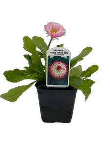 Perennial - Bellis perennis 'Habanera White with Red Tips' (4 Inch) Product vendor