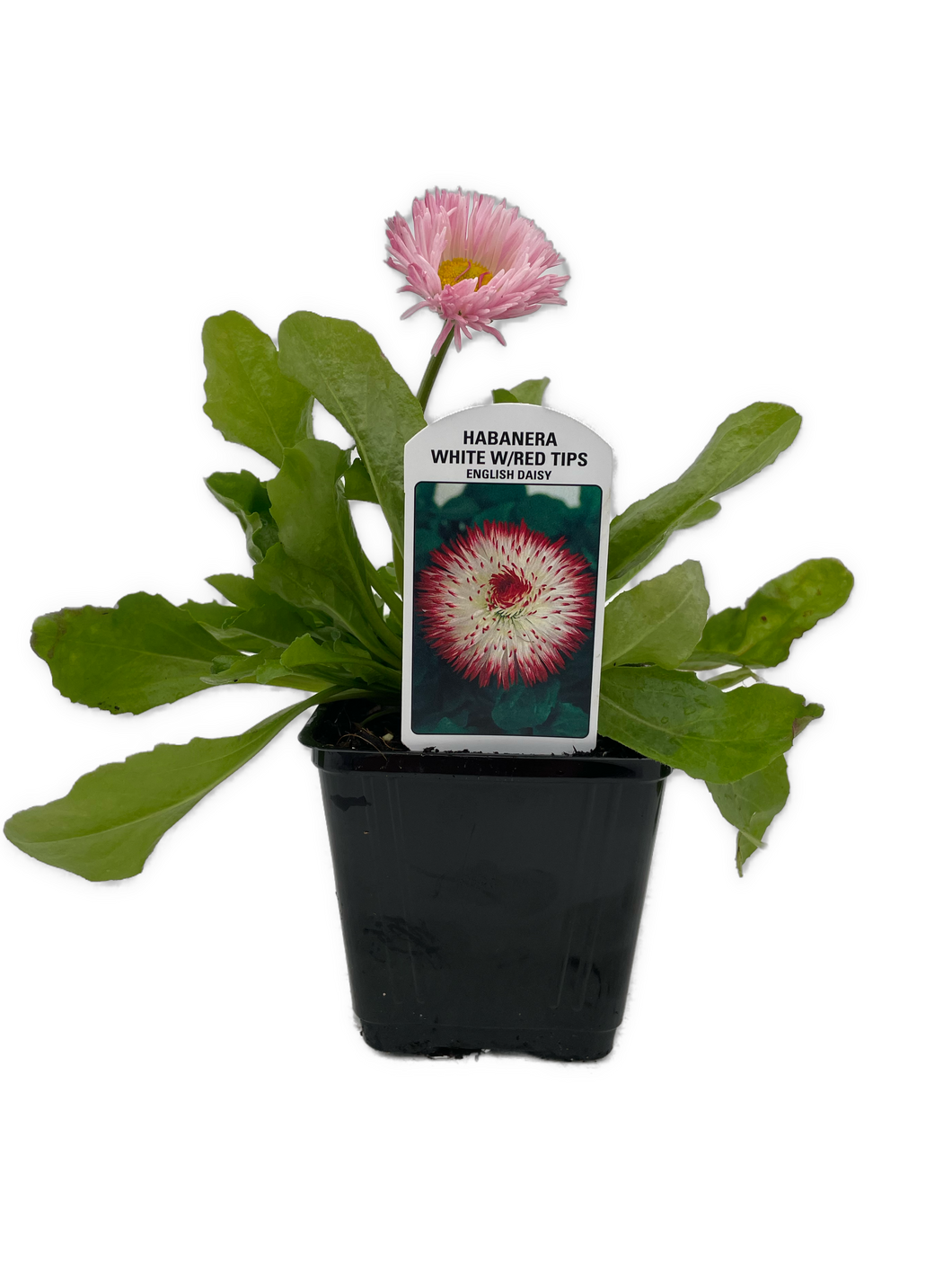 Perennial - Bellis perennis 'Habanera White with Red Tips' (4 Inch) Product vendor