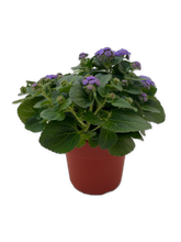Load image into Gallery viewer, Annual - Ageratum houstianum &#39;Aguilera Sky Blue Floss Flower’ (6 Inch Terracotta) Product vendor
