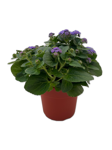 Annual - Ageratum houstianum 'Aguilera Sky Blue Floss Flower’ (6 Inch Terracotta) Product vendor