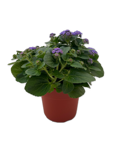 Annual - Ageratum houstianum 'Aguilera Sky Blue Floss Flower’ (6 Inch Terracotta) Product vendor