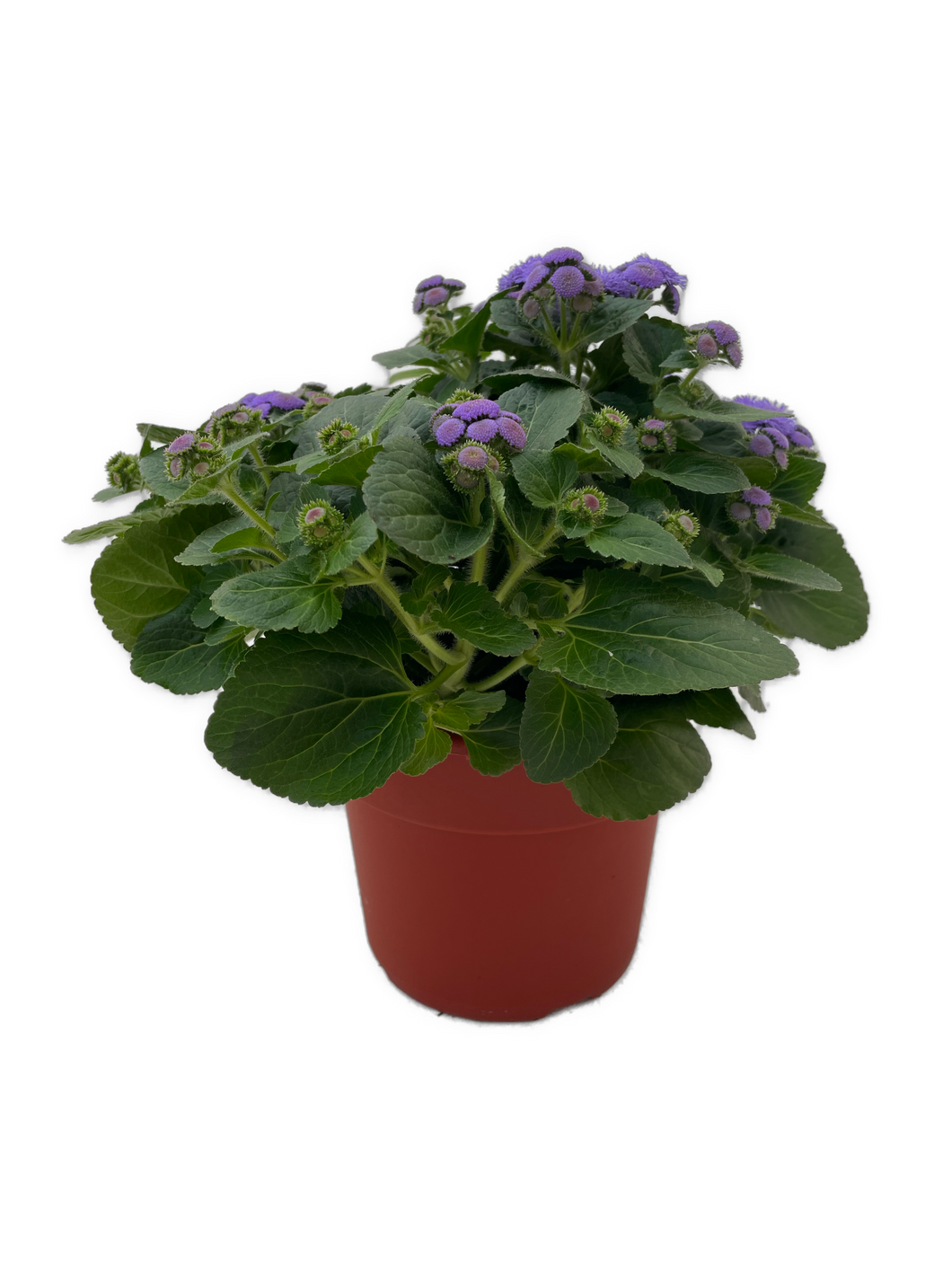 Annual - Ageratum houstianum 'Aguilera Sky Blue Floss Flower’ (6 Inch Terracotta) Product vendor