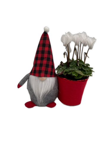 Christmas - Cyclamen Gnome (4 Inch) Product vendor
