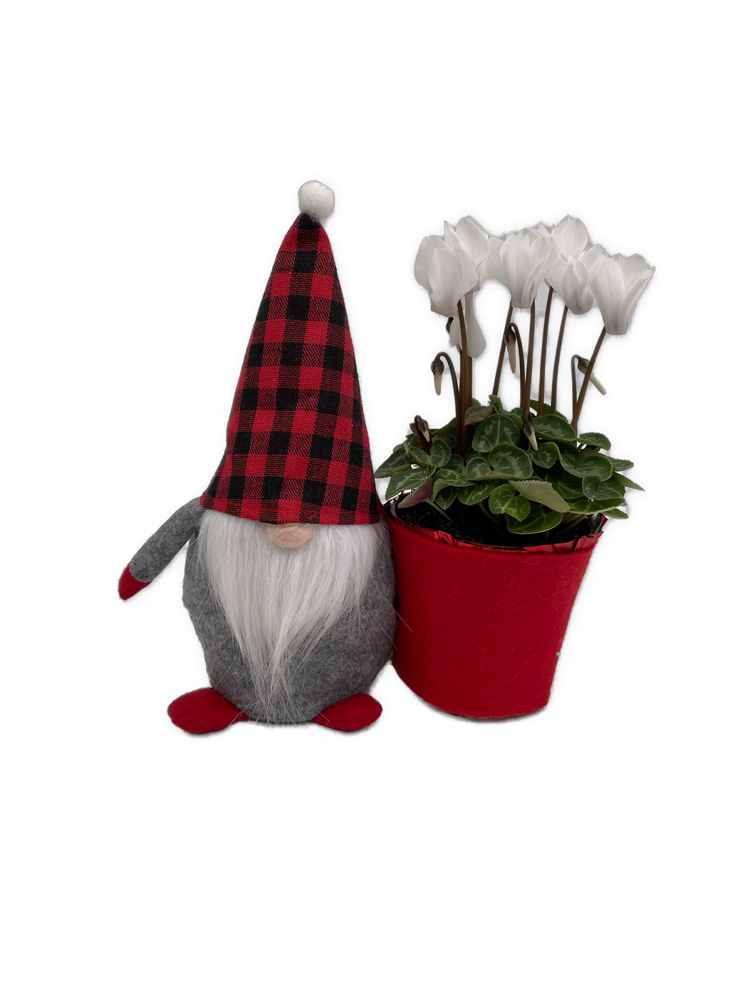 Christmas - Cyclamen Gnome (4 Inch) Product vendor
