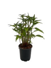 Load image into Gallery viewer, Perennial - Echinacea hybrida &#39;Double Scoop Raspberry&#39; (1 Gallon) Product vendor
