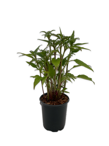 Perennial - Echinacea hybrida 'Double Scoop Raspberry' (1 Gallon) Product vendor