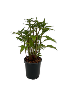 Perennial - Echinacea hybrida 'Double Scoop Raspberry' (1 Gallon) Product vendor