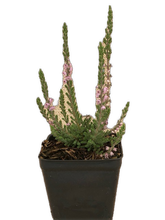 Load image into Gallery viewer, Shrub - Calluna vulgaris &#39;Silver Knight Summer Heather&#39; (4 Inch)
