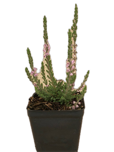 Shrub - Calluna vulgaris 'Silver Knight Summer Heather' (4 Inch)