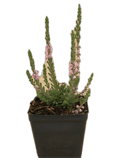 Shrub - Calluna vulgaris 'Silver Knight Summer Heather' (4 Inch)