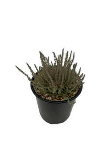 Shrub - Calluna vulgaris 'Silver Knight Summer Heather' (1 Gallon) Product vendor