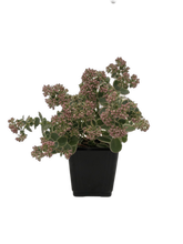 Load image into Gallery viewer, Ground Cover - Sedum &#39;Sunsparkler Lime Twister Stonecrop&#39; (4 Inch)
