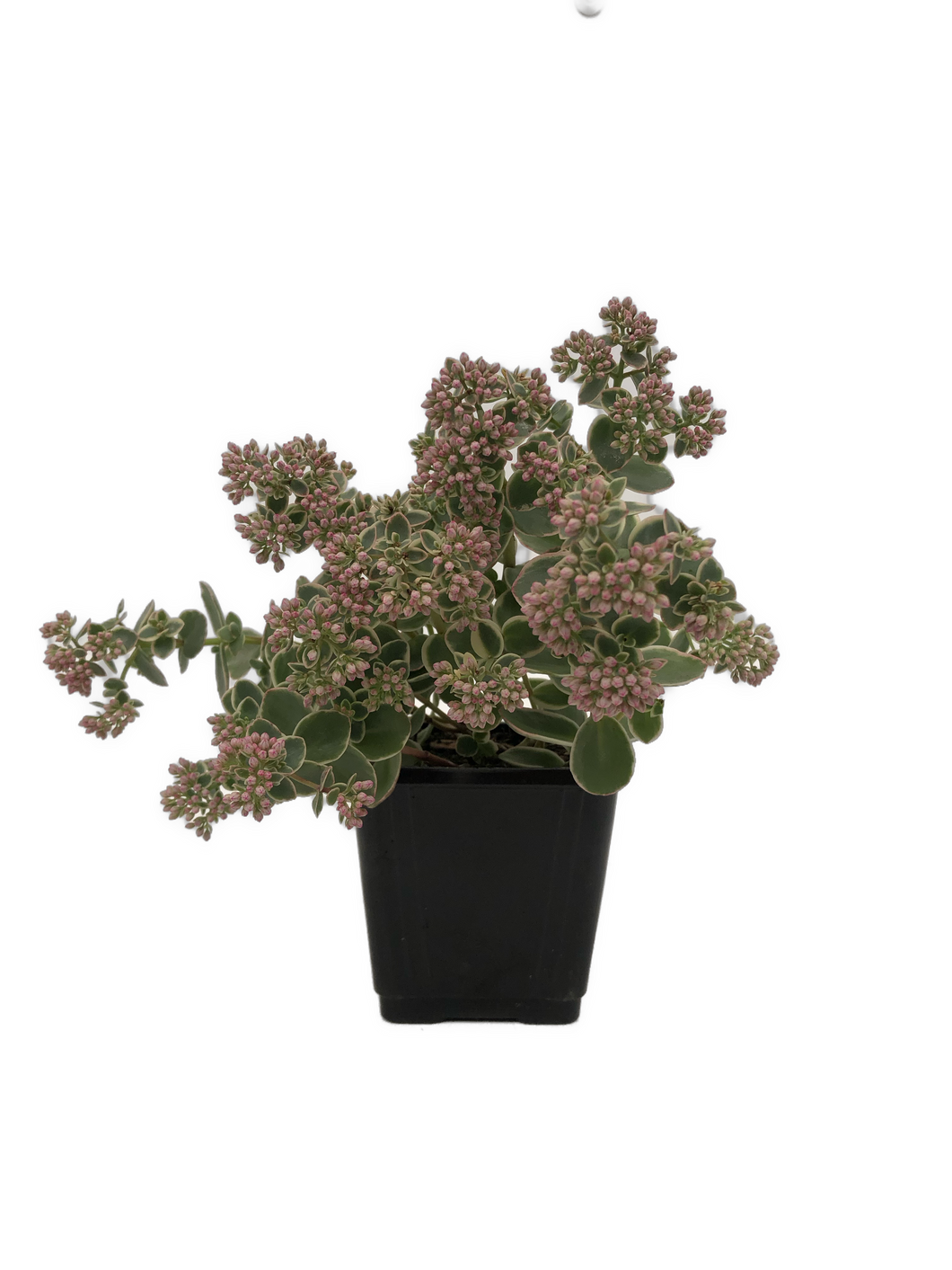 Ground Cover - Sedum 'Sunsparkler Lime Twister Stonecrop' (4 Inch) Product vendor