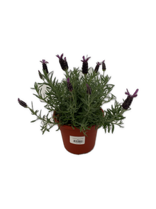 Ornamental Herb - Lavandula stoechas 'Purple Rain Spanish Trailing Lavender' (6 Inch Terracotta) Product vendor