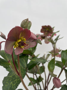 Shrub - Helleborus 'Pippa's Purple Frostkiss' (2 Gallon) Product vendor