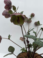 Load image into Gallery viewer, Shrub - Helleborus &#39;Penny&#39;s Pink Frostkiss&#39; (2 Gallon)
