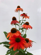 Load image into Gallery viewer, Perennial - Echinacea x hybrida &#39;SunSeeker Orange Coneflower&#39; (1 Gallon White Pot) Product vendor
