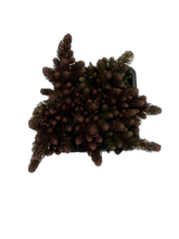 Load image into Gallery viewer, Ground Cover - Sedum hakonense &#39;Chocolate Ball Stonecrop&#39; (4 Inch)
