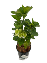 Load image into Gallery viewer, Shrub - Hydrangea macrophylla 'Hi Crystal' (1 Gallon) Product vendor
