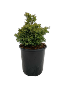 Shrub - Chamaecyparis pisifera 'Dwarf Blue Sawara False Cypress' (1 Gallon)