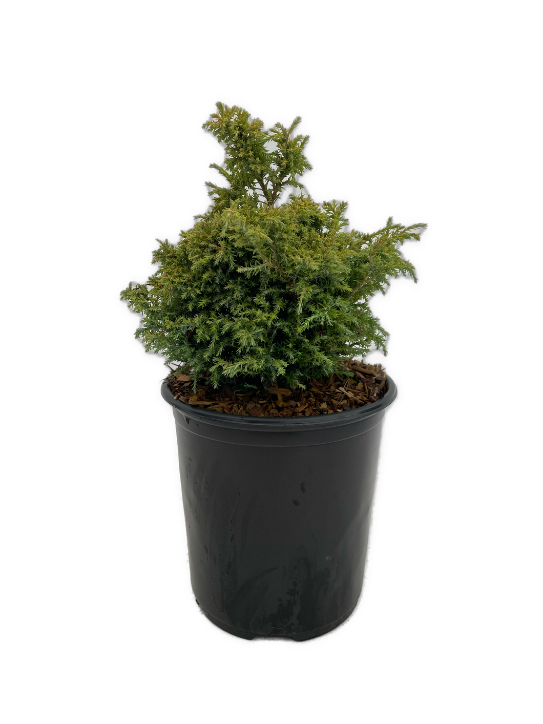 Shrub - Chamaecyparis pisifera 'Dwarf Blue Sawara False Cypress' (1 Gallon)