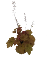 Load image into Gallery viewer, Perennial - Heuchera villosa &#39;Big Top Caramel Apple&#39; (1 Gallon)
